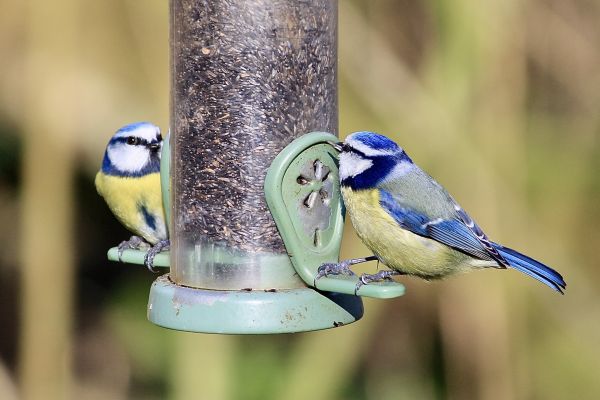 Bird Feeder Mounting Service in Reston