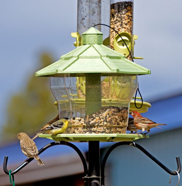 Cost of Bird Feeder Installation in Reston